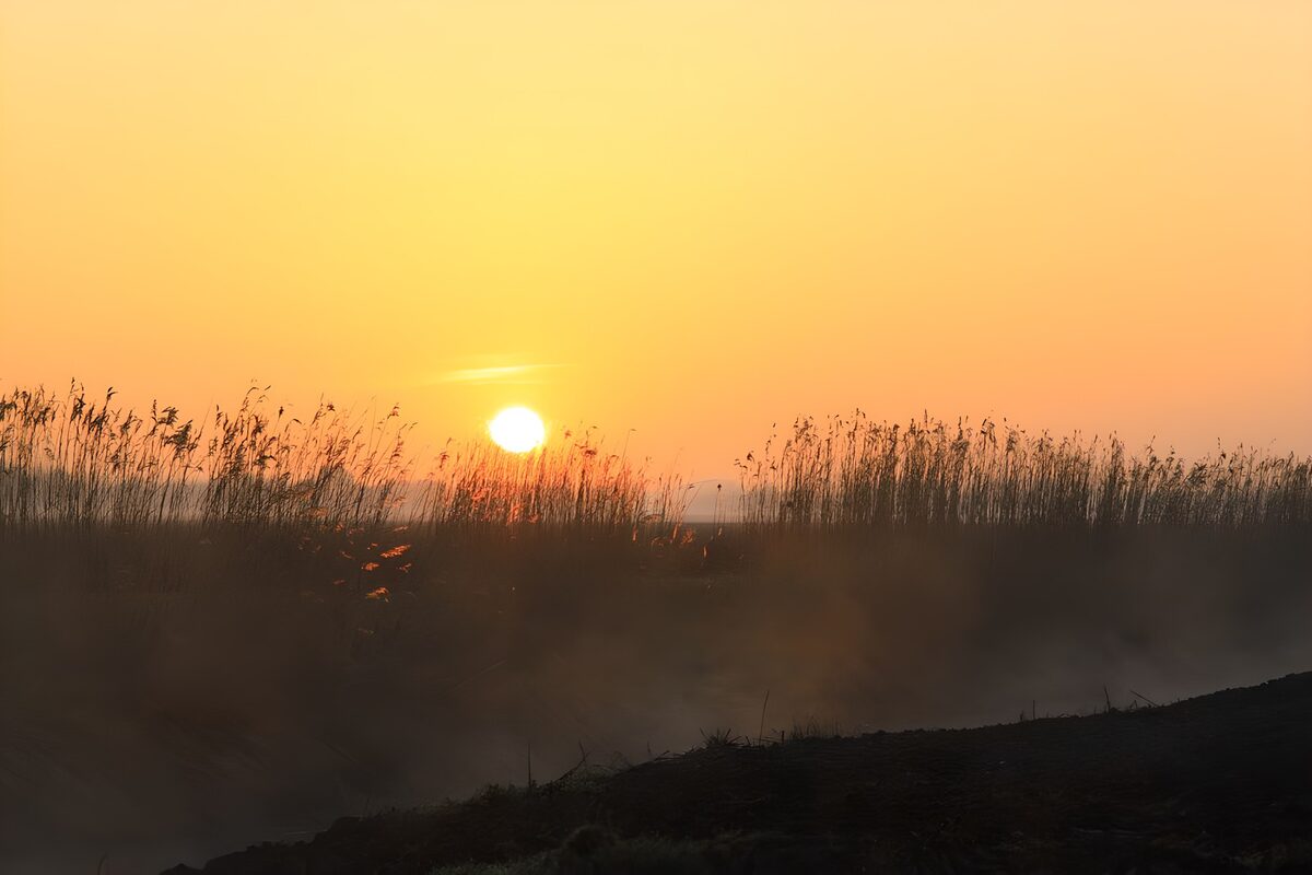 Reeds and mist in the sunset glow