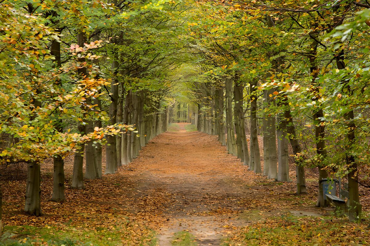 Autumn avenue beneath a leafy arch