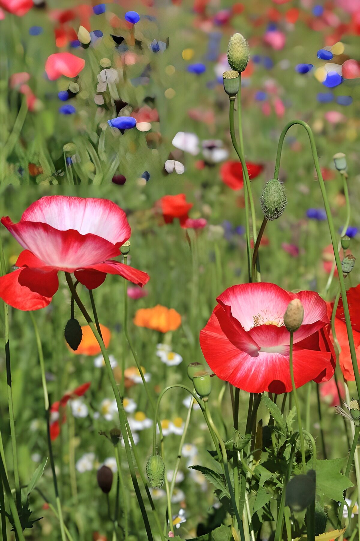 Red and white poppies in a sunny meadow