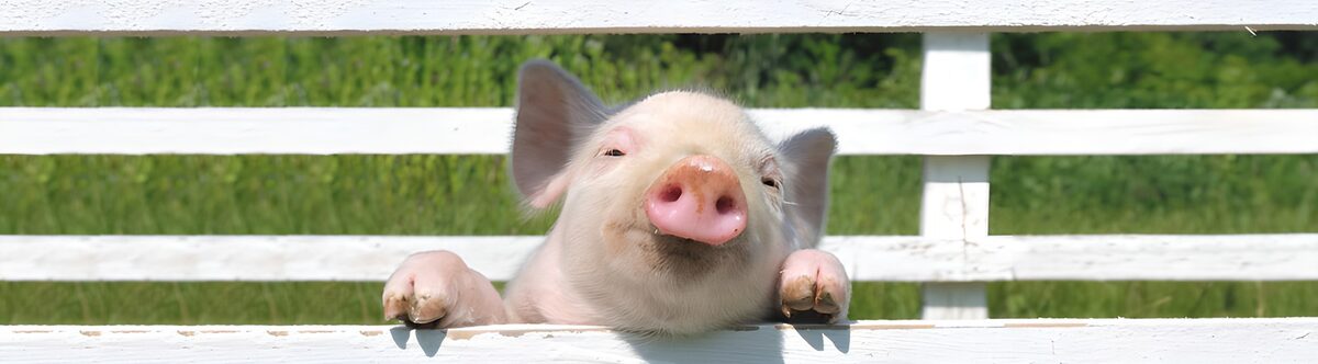Pink pig peering over a white fence