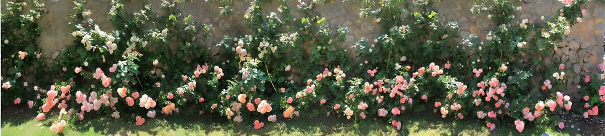Sunlit roses along a stone wall