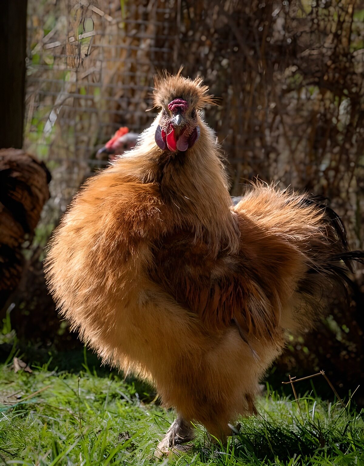 Fluffy golden cockerel in the sunshine
