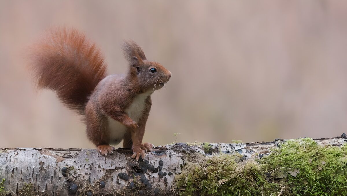 Red squirrel alert on a mossy trunk