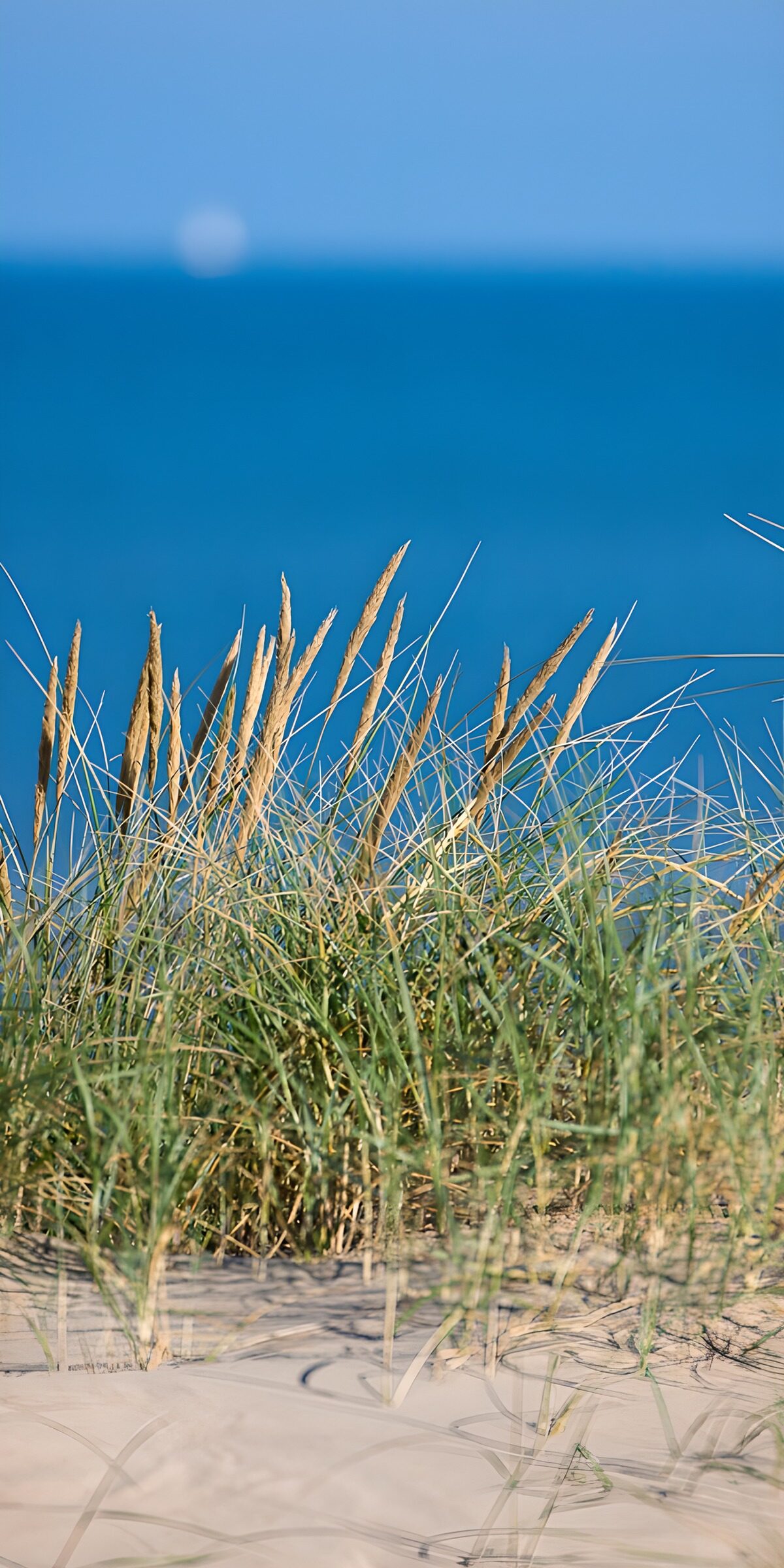 Dune grass against a deep blue sea