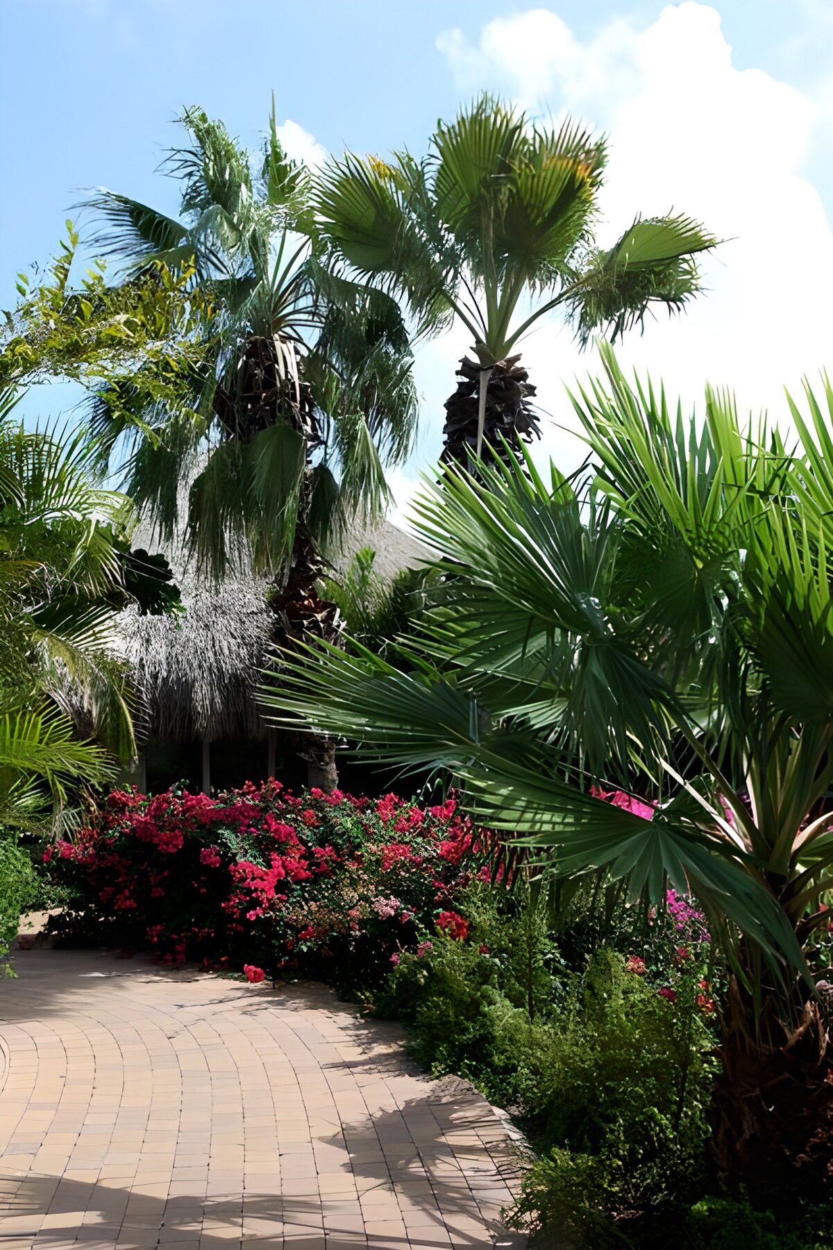 Sunlit palms beside a flower-lined path