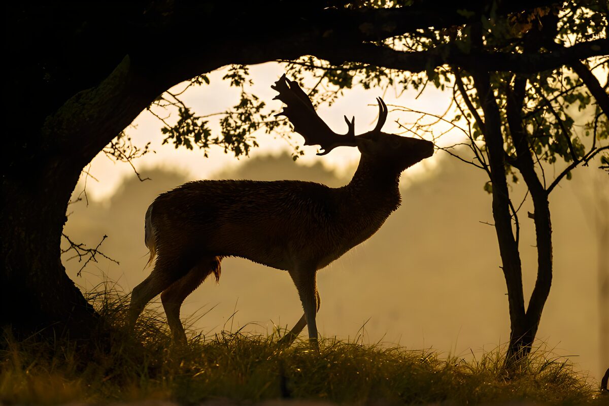 Deer beneath trees at sunset