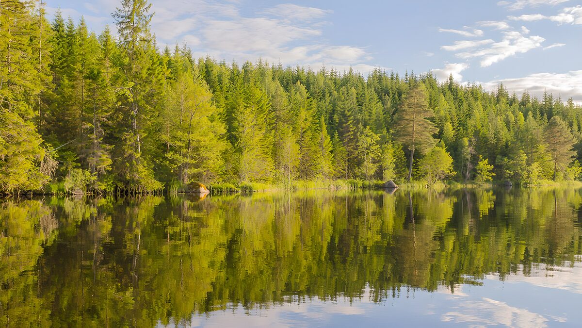 Sunlit woodland reflected in a calm lake