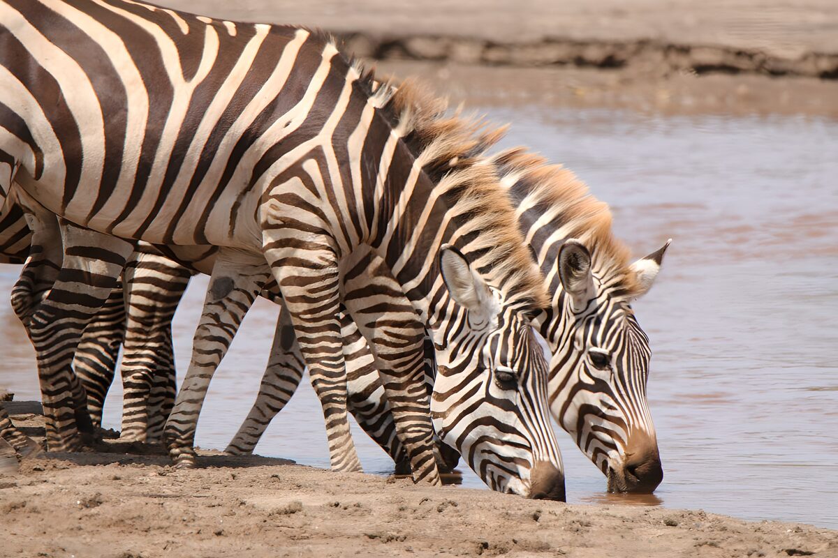 Zebras drinking at the muddy bank