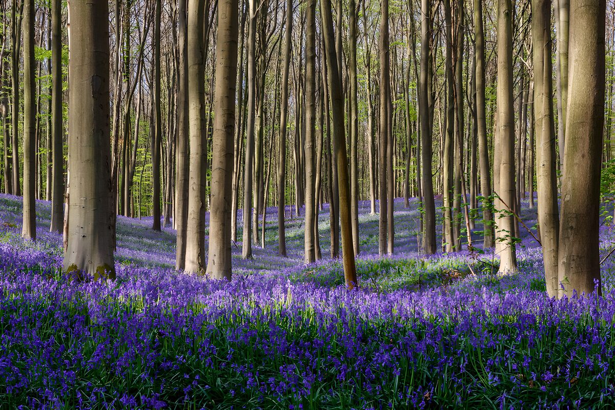 Spring bluebells beneath sunlit beeches