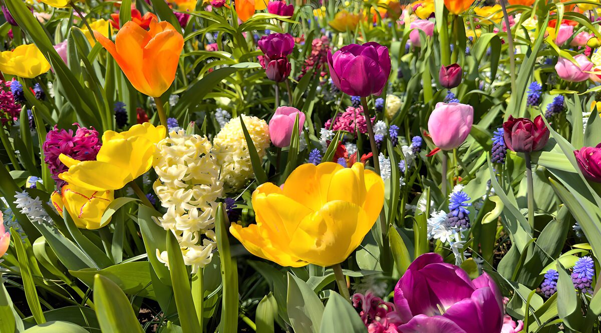 Sunlit tulips and hyacinths