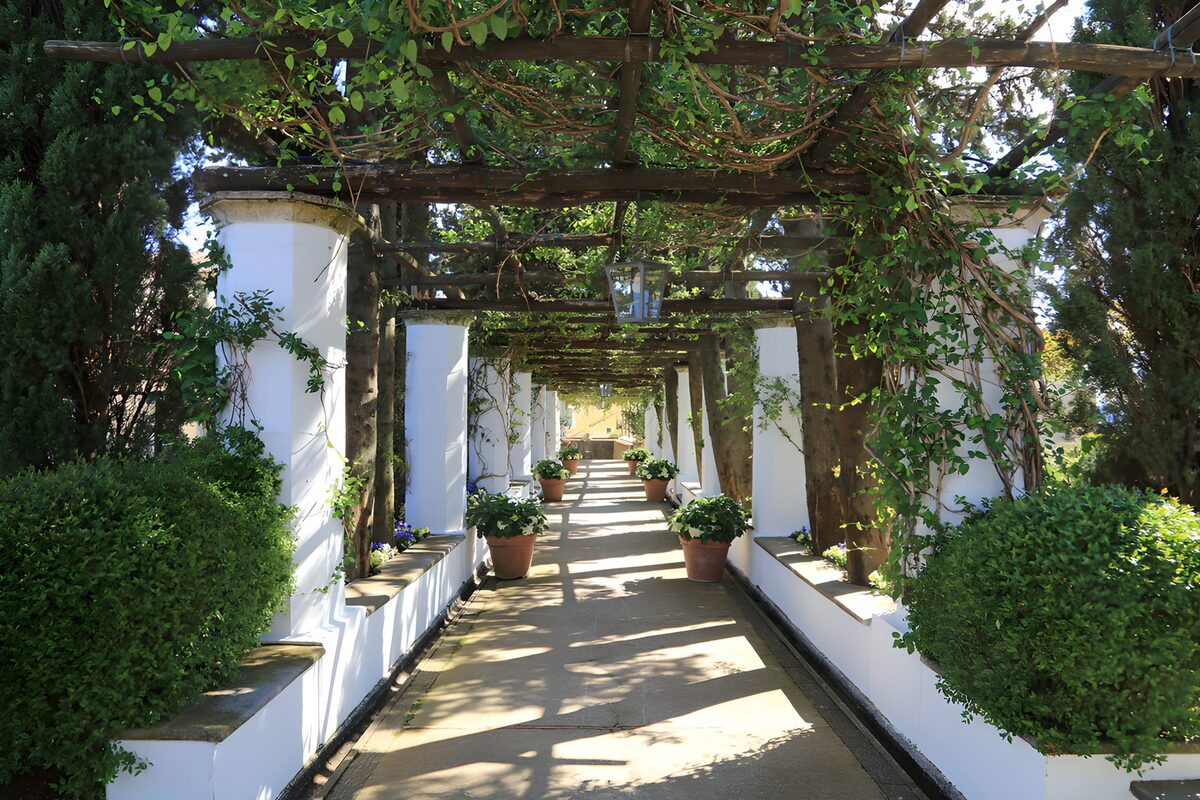 Leafy pergola in dappled sunlight