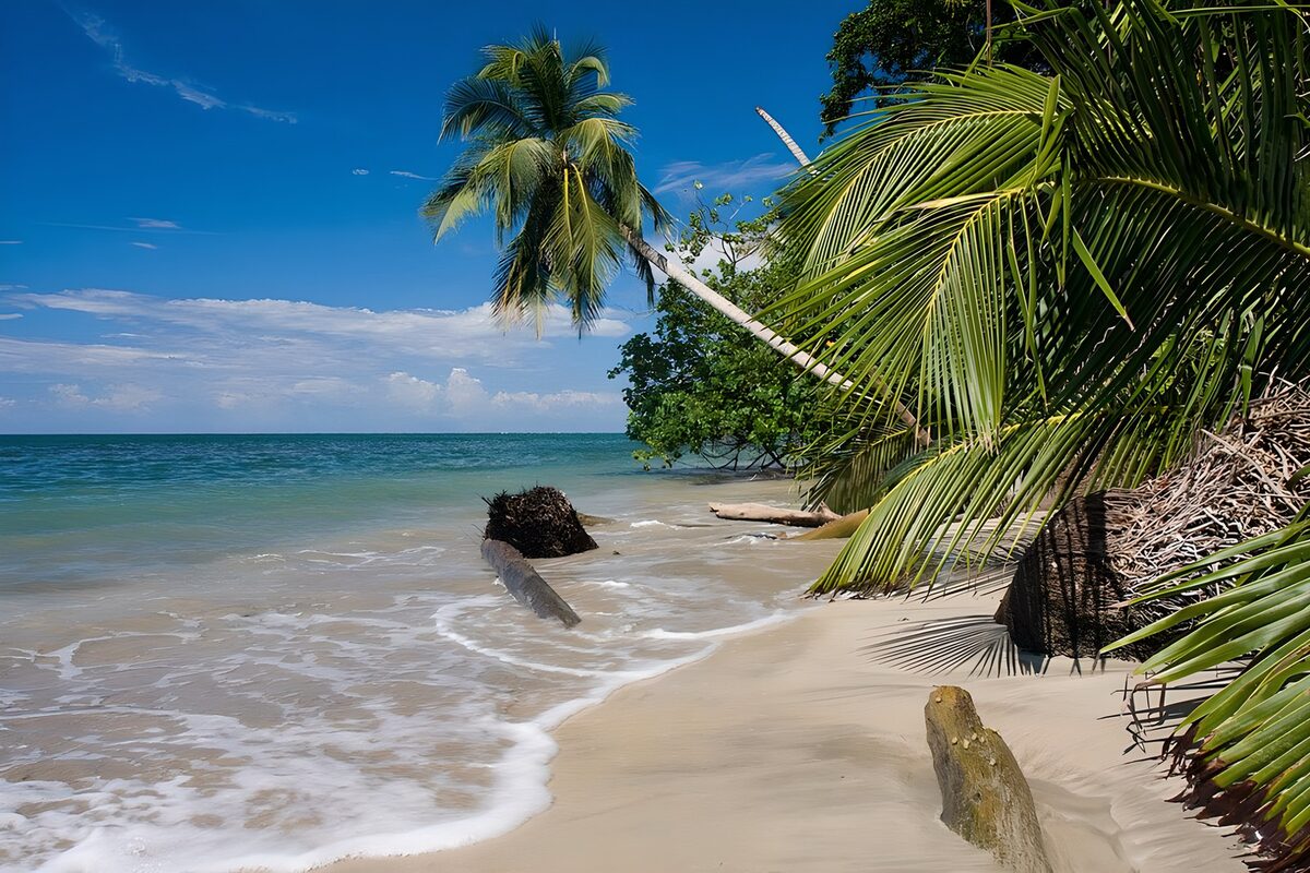Sunlit palms on a turquoise shore