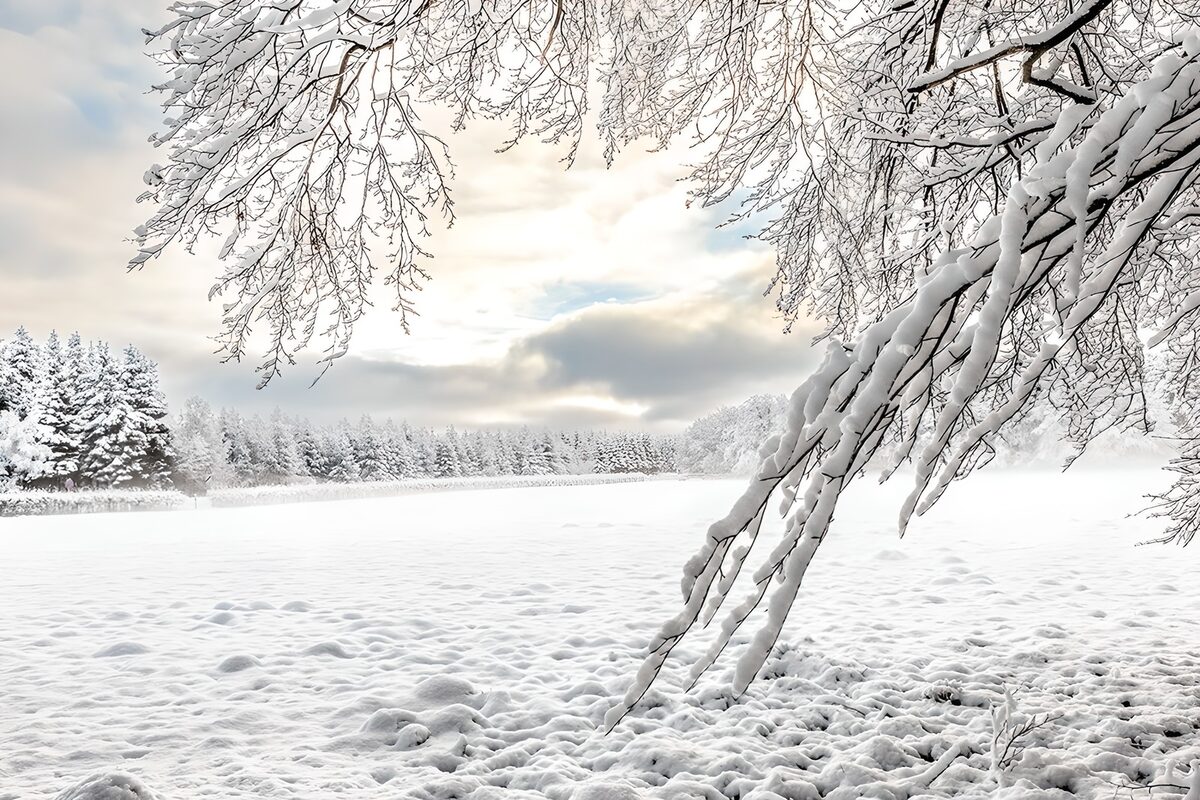 Quiet snowy field beneath bare branches