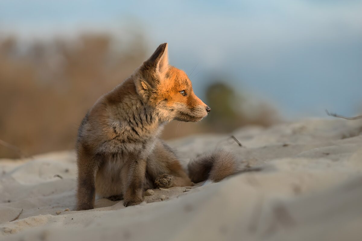 Young fox sitting watchfully on pale sand
