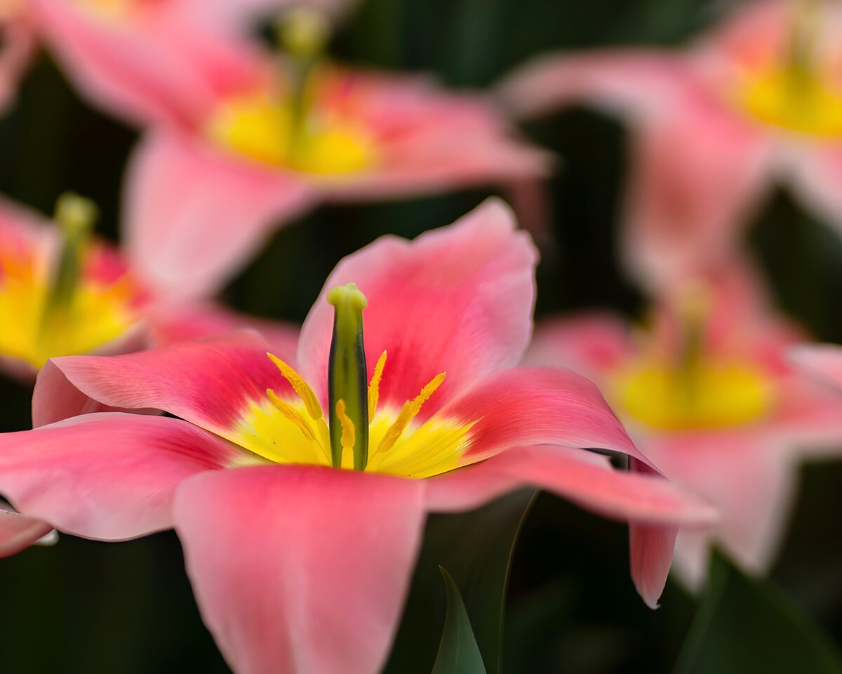 Pink tulip in soft light
