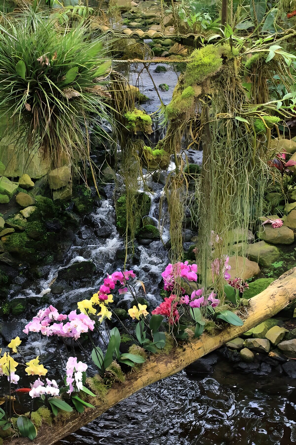 Orchids beside a mossy waterfall
