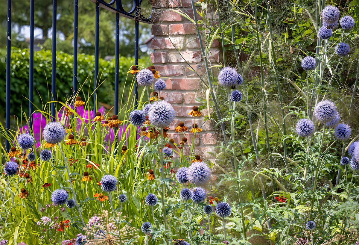 Sunlit border of blue globe thistles