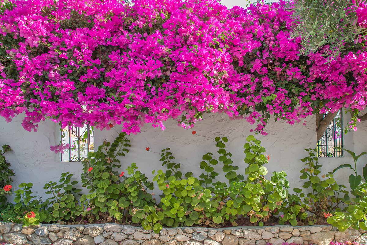 Pink bougainvillea spills over a white wall