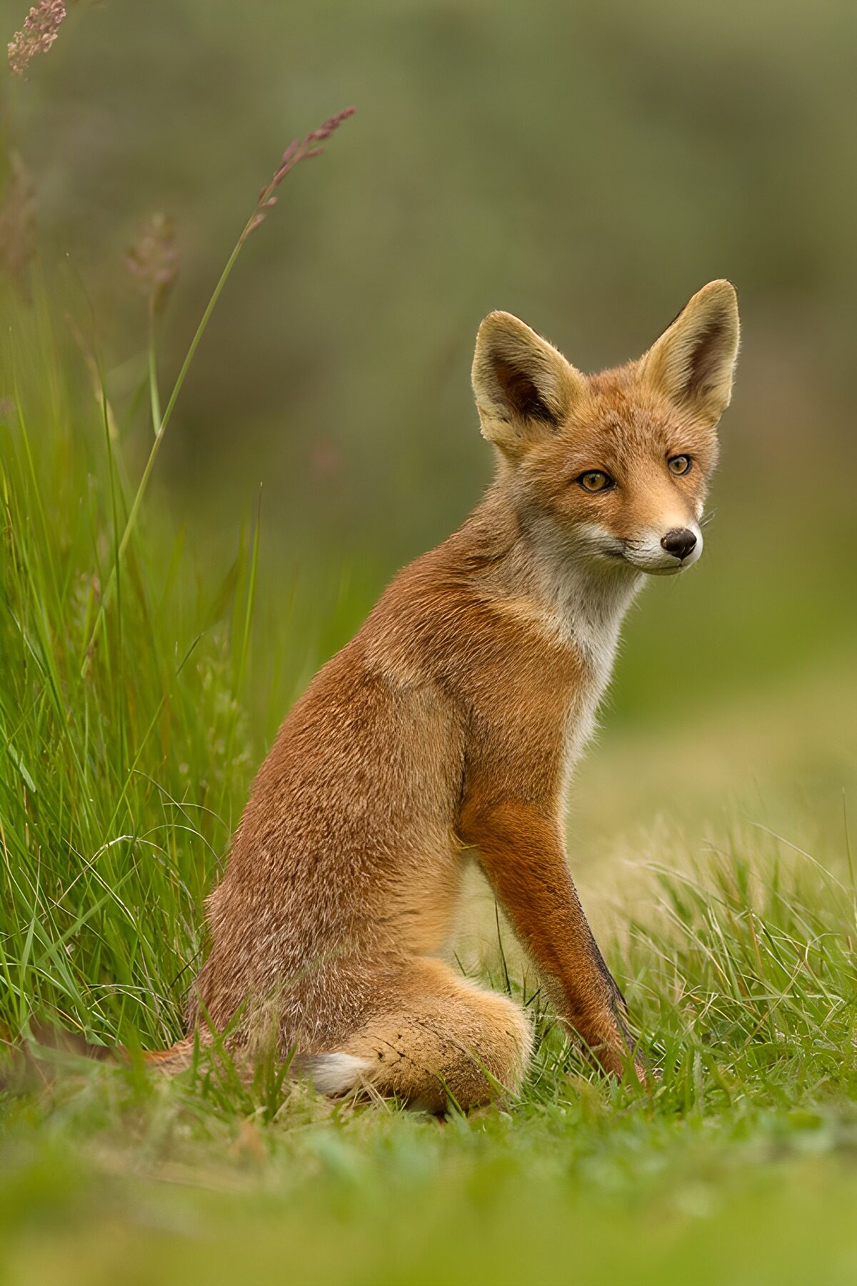 Young red fox at rest in tall grass