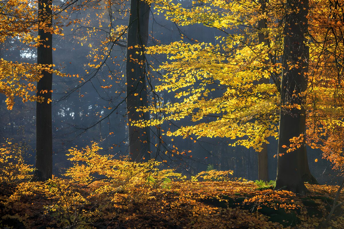 Autumn forest in golden light