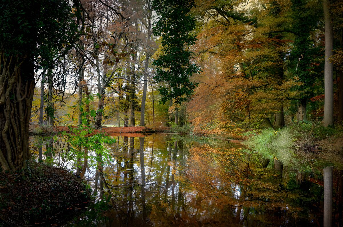 A woodland pond holding autumn’s gold