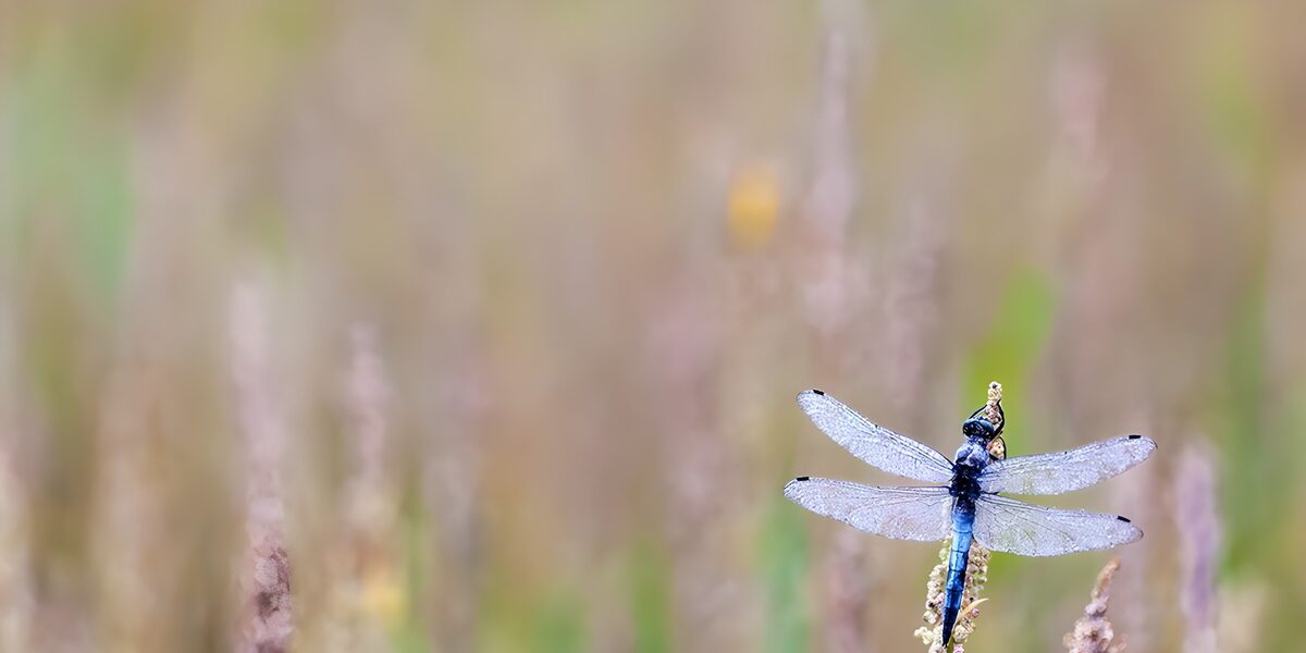 Blue dragonfly at rest on a dry stem