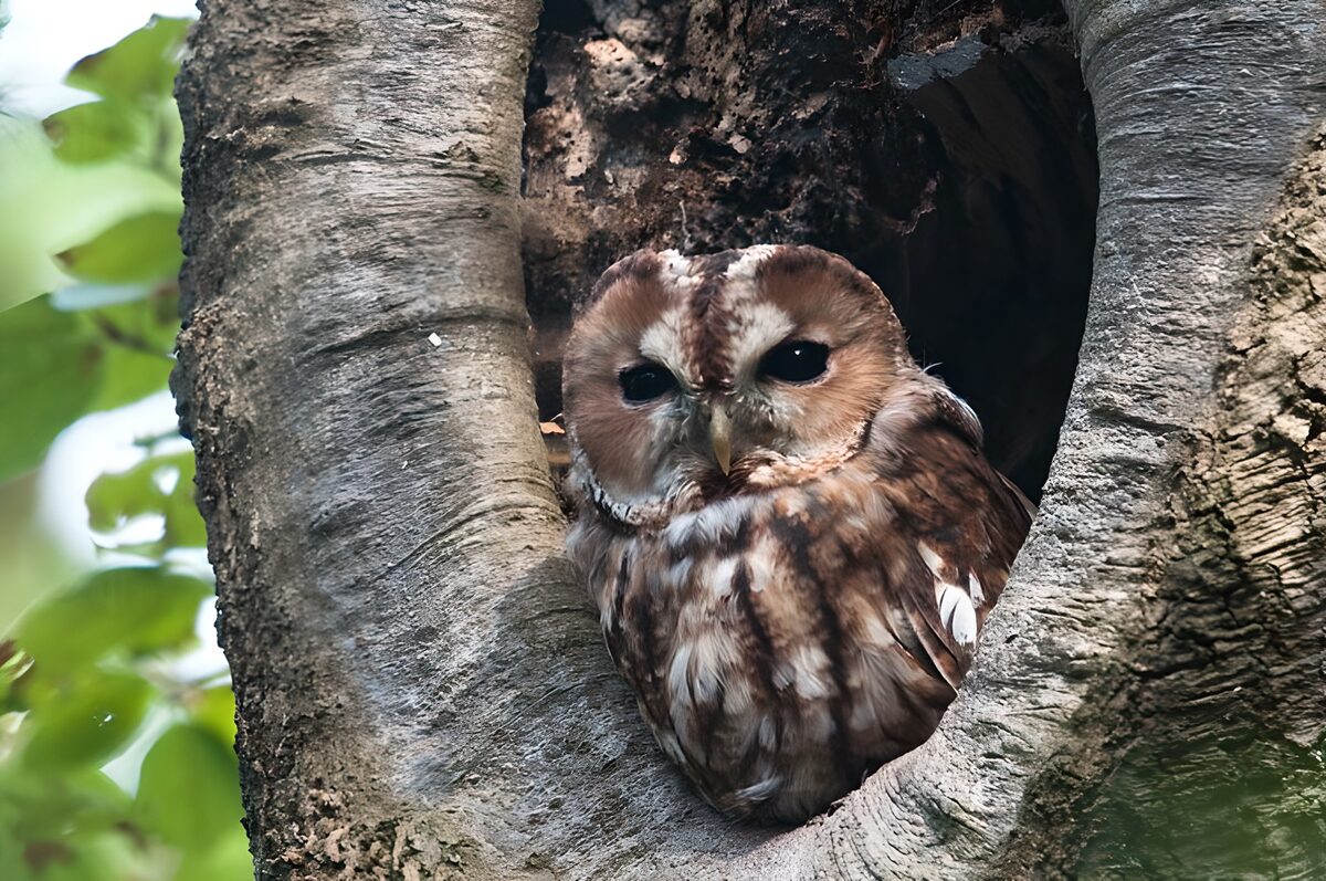 Tawny owl tucked into a tree hollow