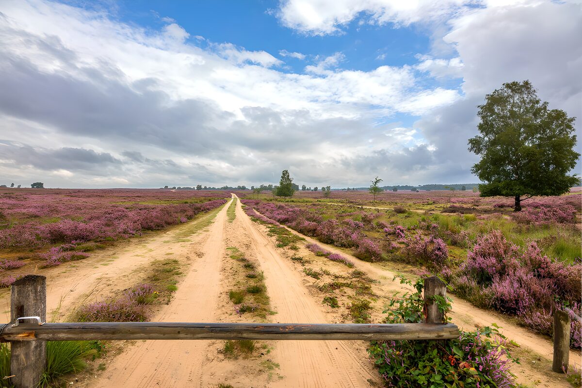 Sandy track across a quiet purple heath