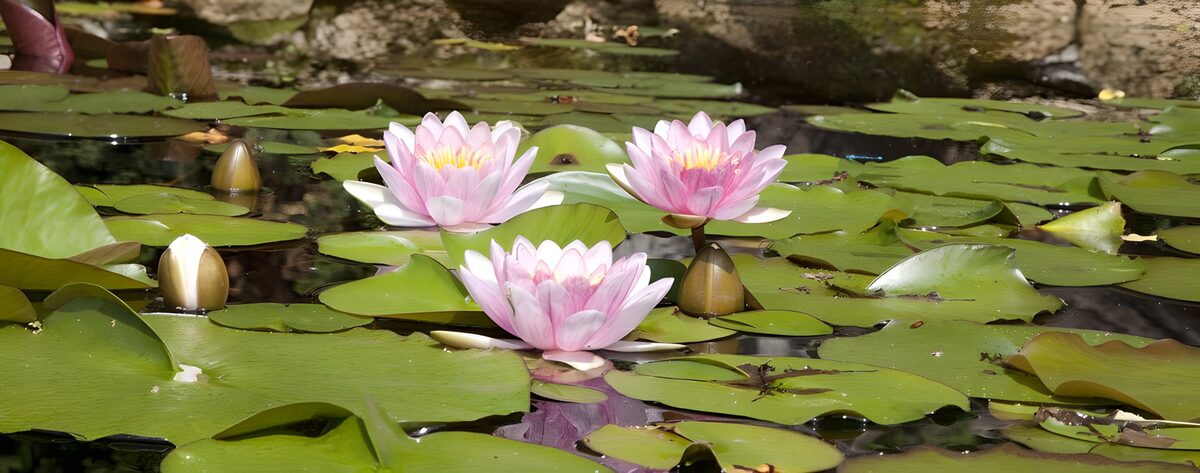 Pink water lilies above a quiet mirror