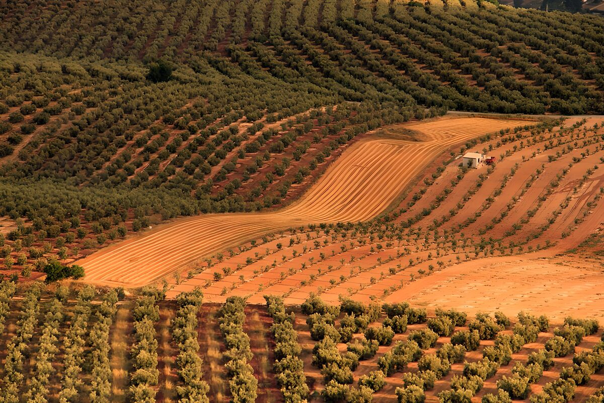 Olive groves on sun-warmed slopes
