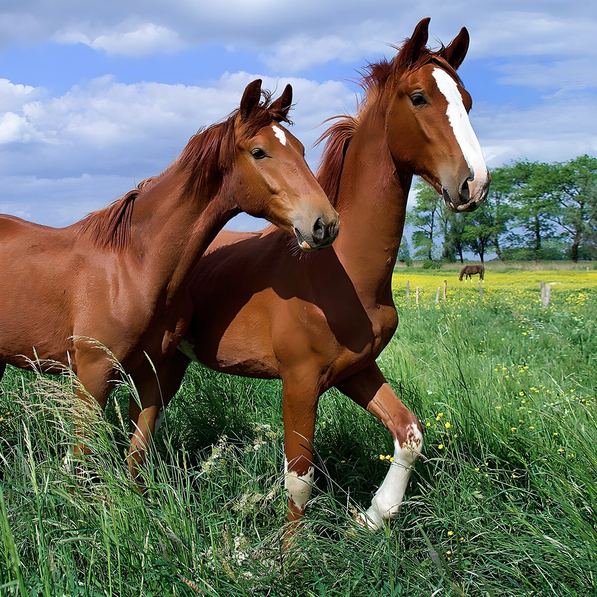 Chestnut horses in a sunlit meadow