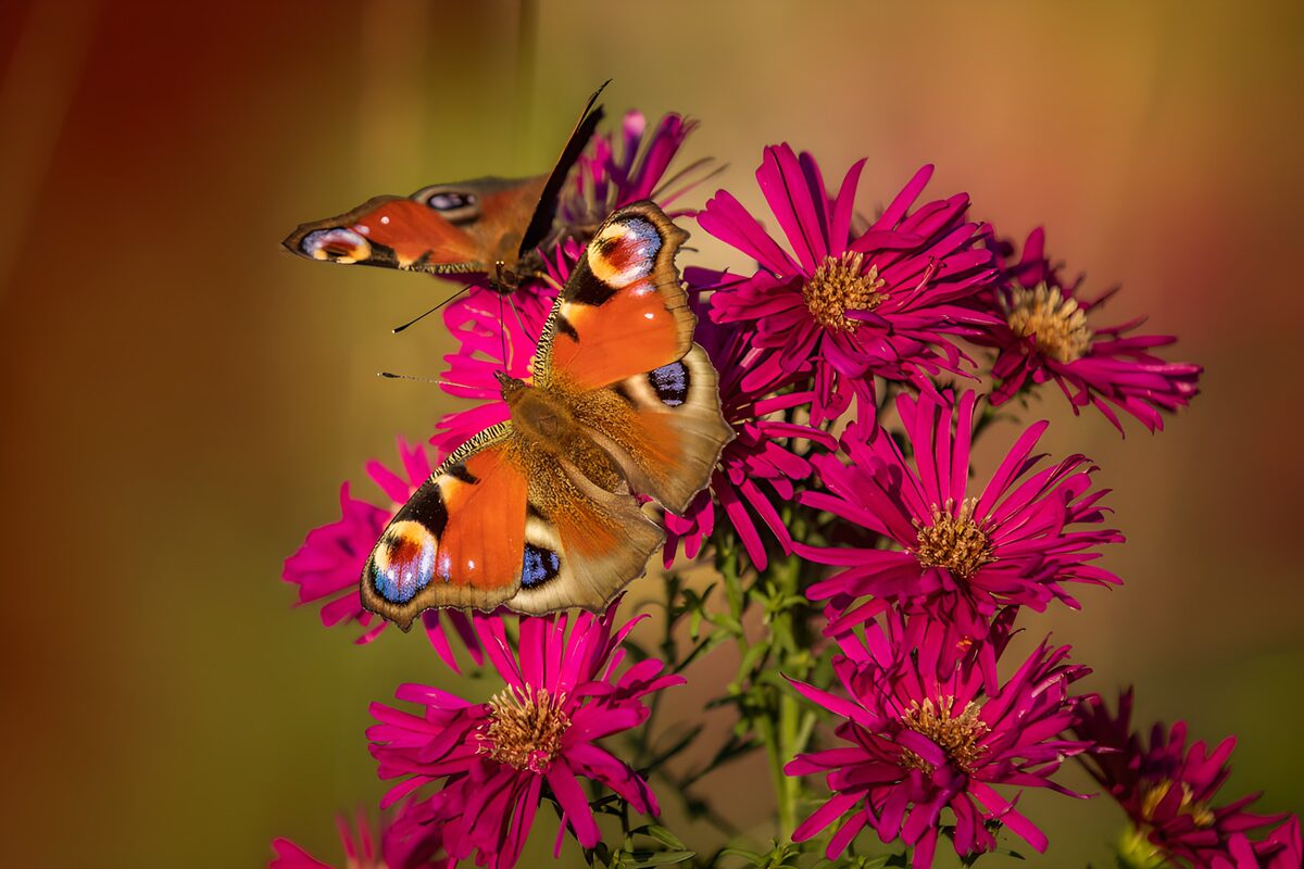 Peacock butterflies on sunlit pink asters