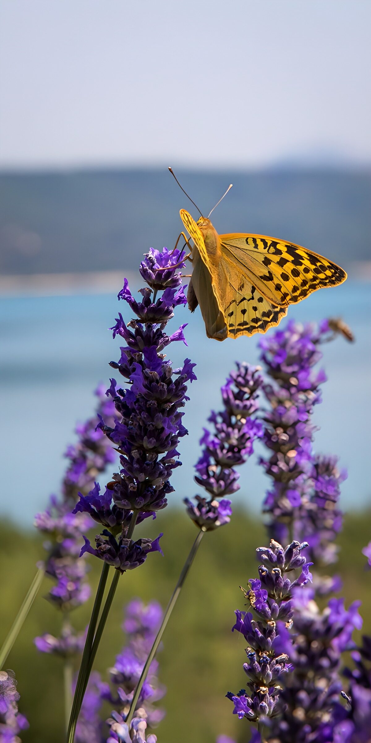 Orange butterfly on sunlit lavender
