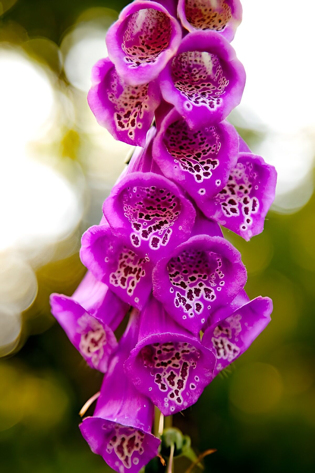 Sunlit purple foxglove in close-up
