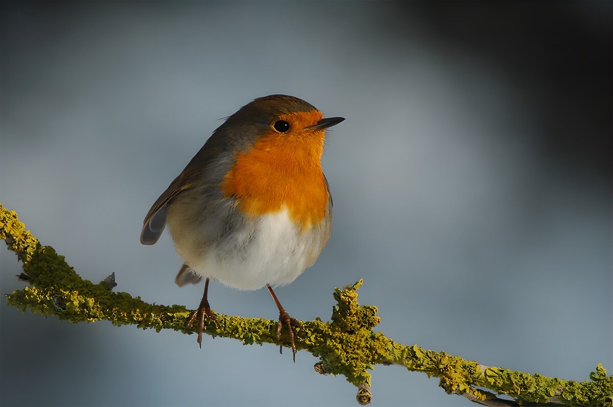 Robin on a mossy, lichen-covered branch