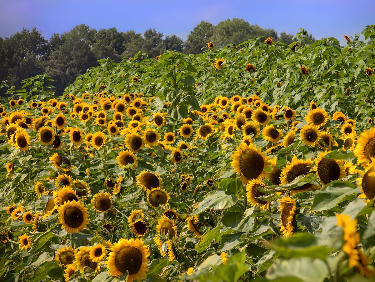 Sunflower field in summer sunshine