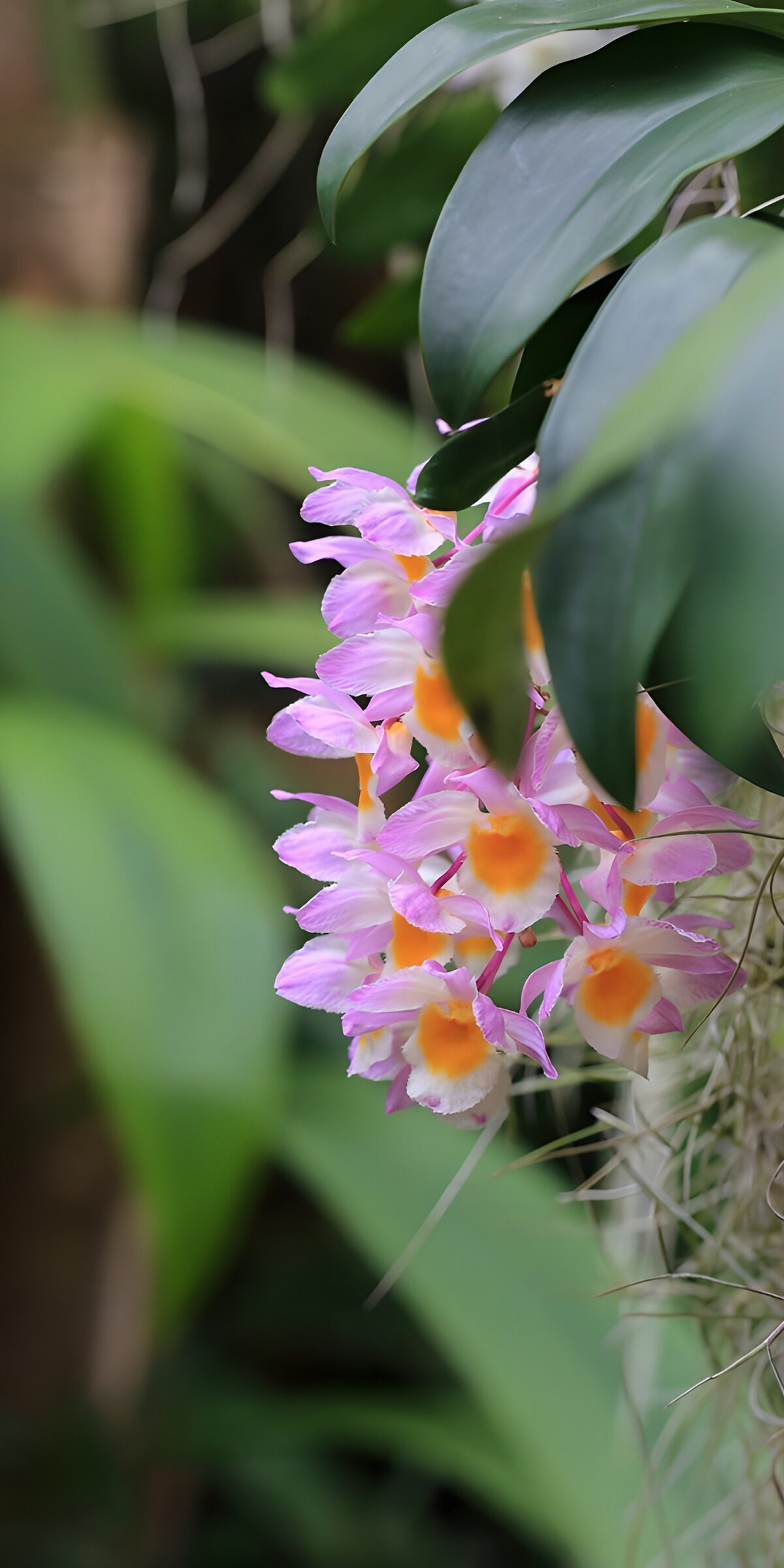 Pink orchids in leafy shade
