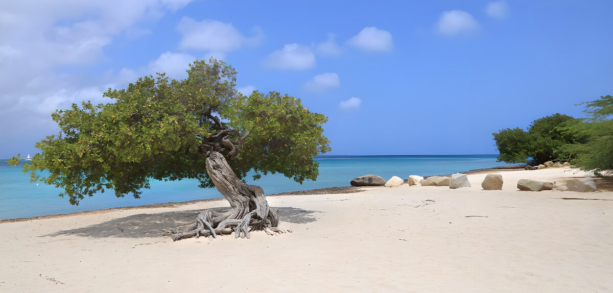 Coastal tree on sunlit sand
