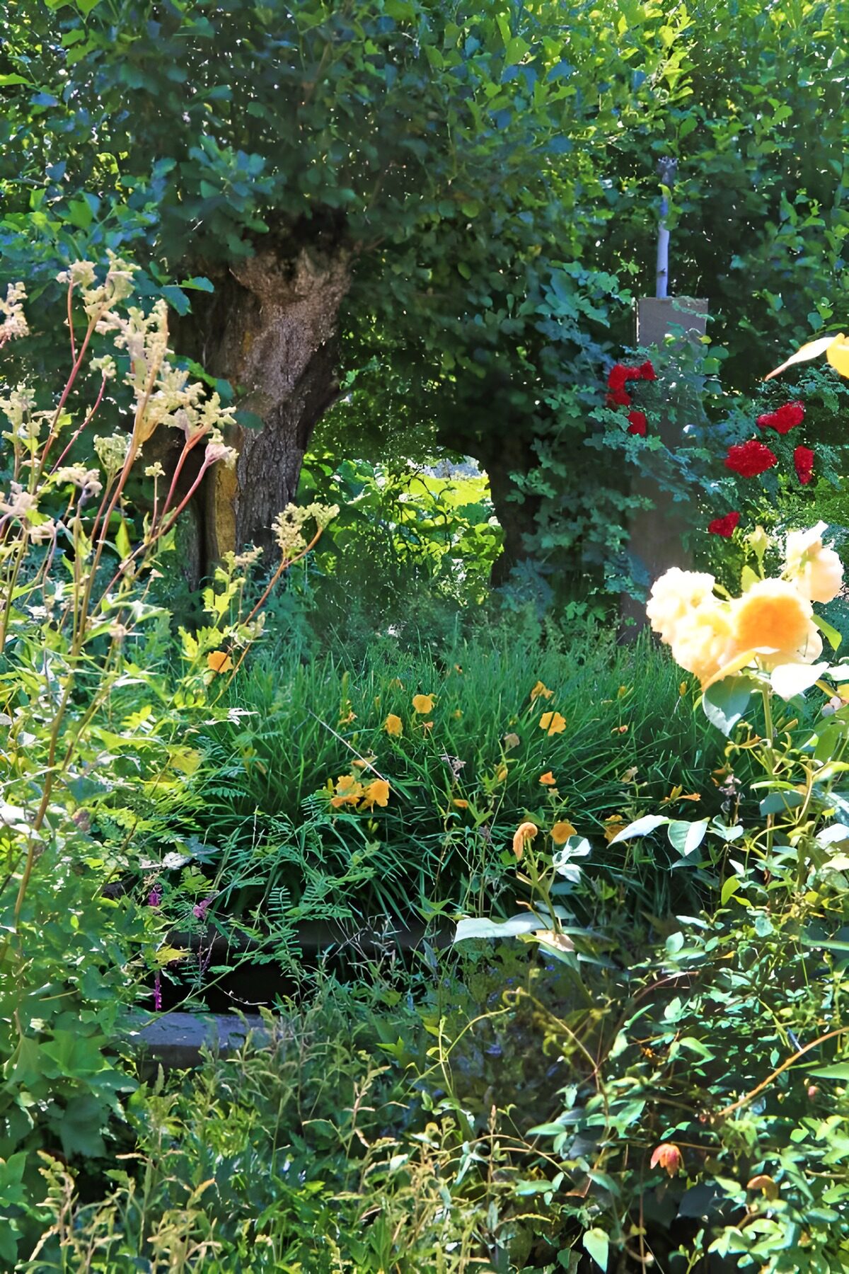 Pale yellow roses in dappled sunshine