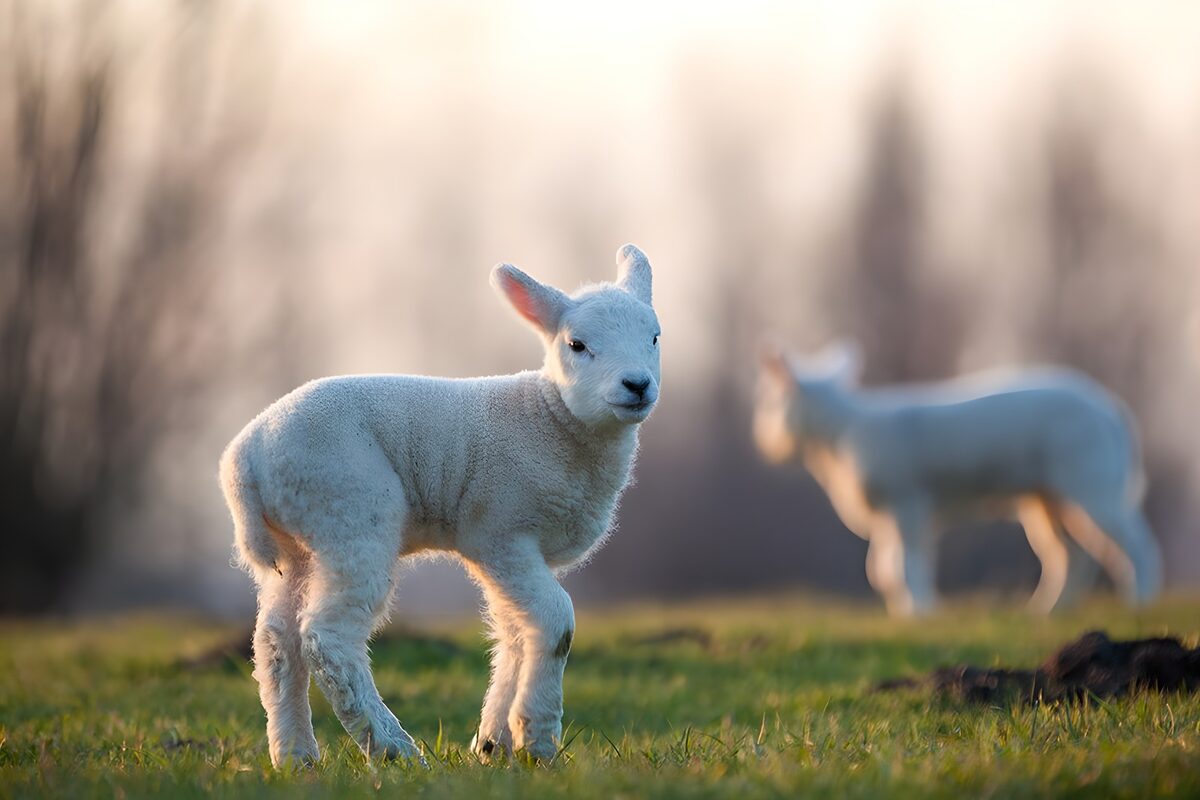 White lamb in soft sunlight
