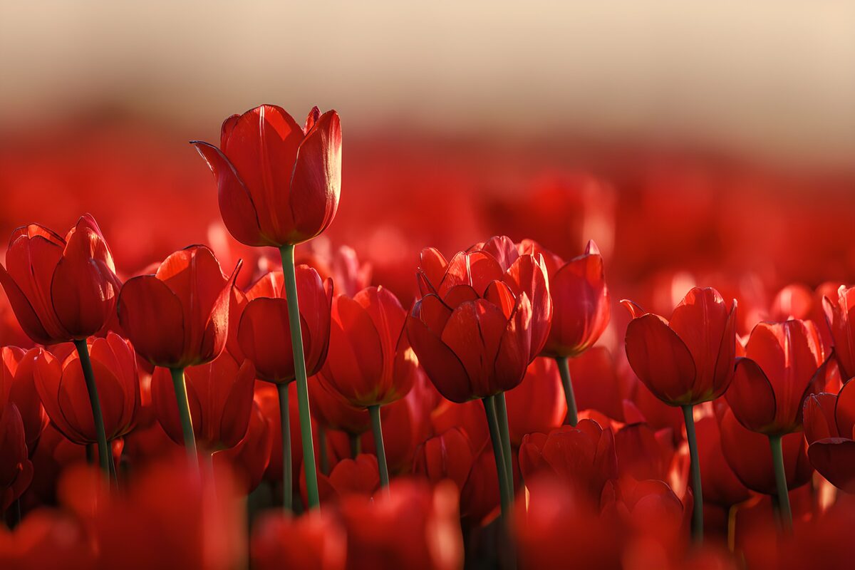 Red tulips in warm sunlight