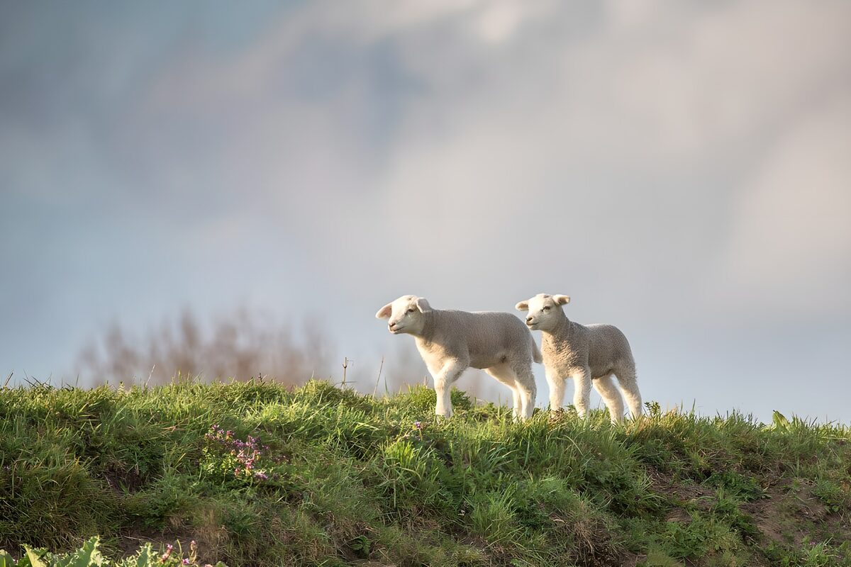 Two lambs on a quiet grassy slope