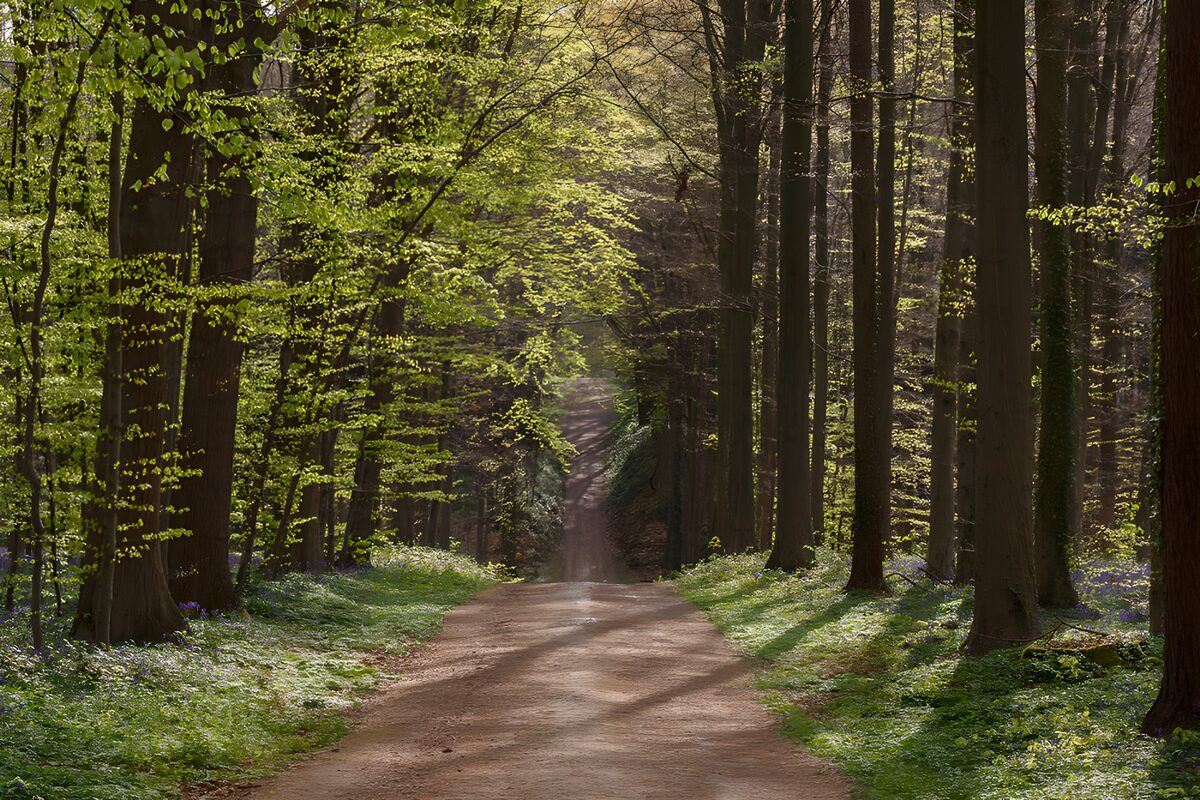 Sunlit path through spring woodland