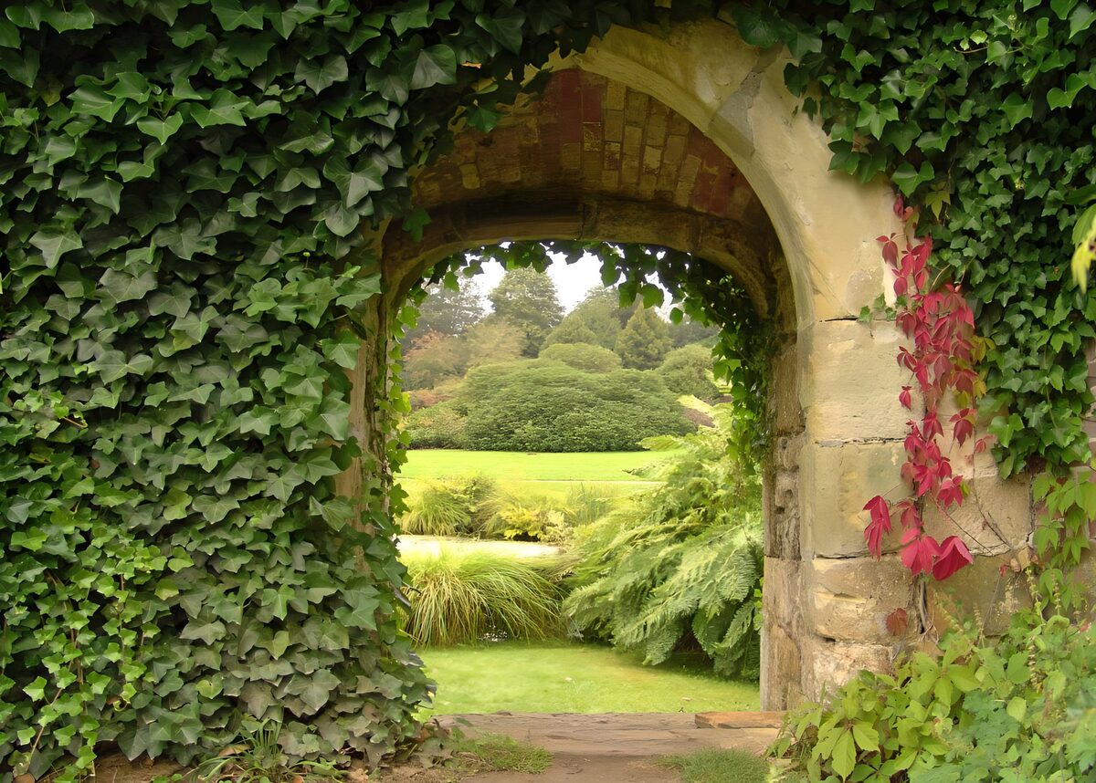 Ivy-covered stone arch into a quiet garden