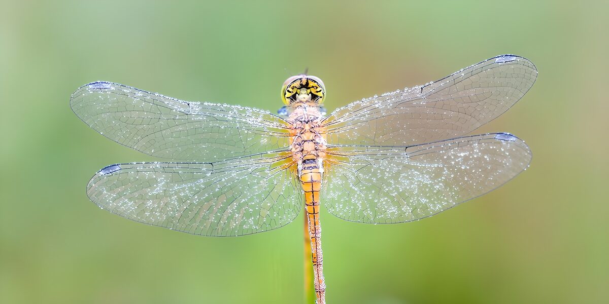 Yellow dragonfly, wings spread in stillness