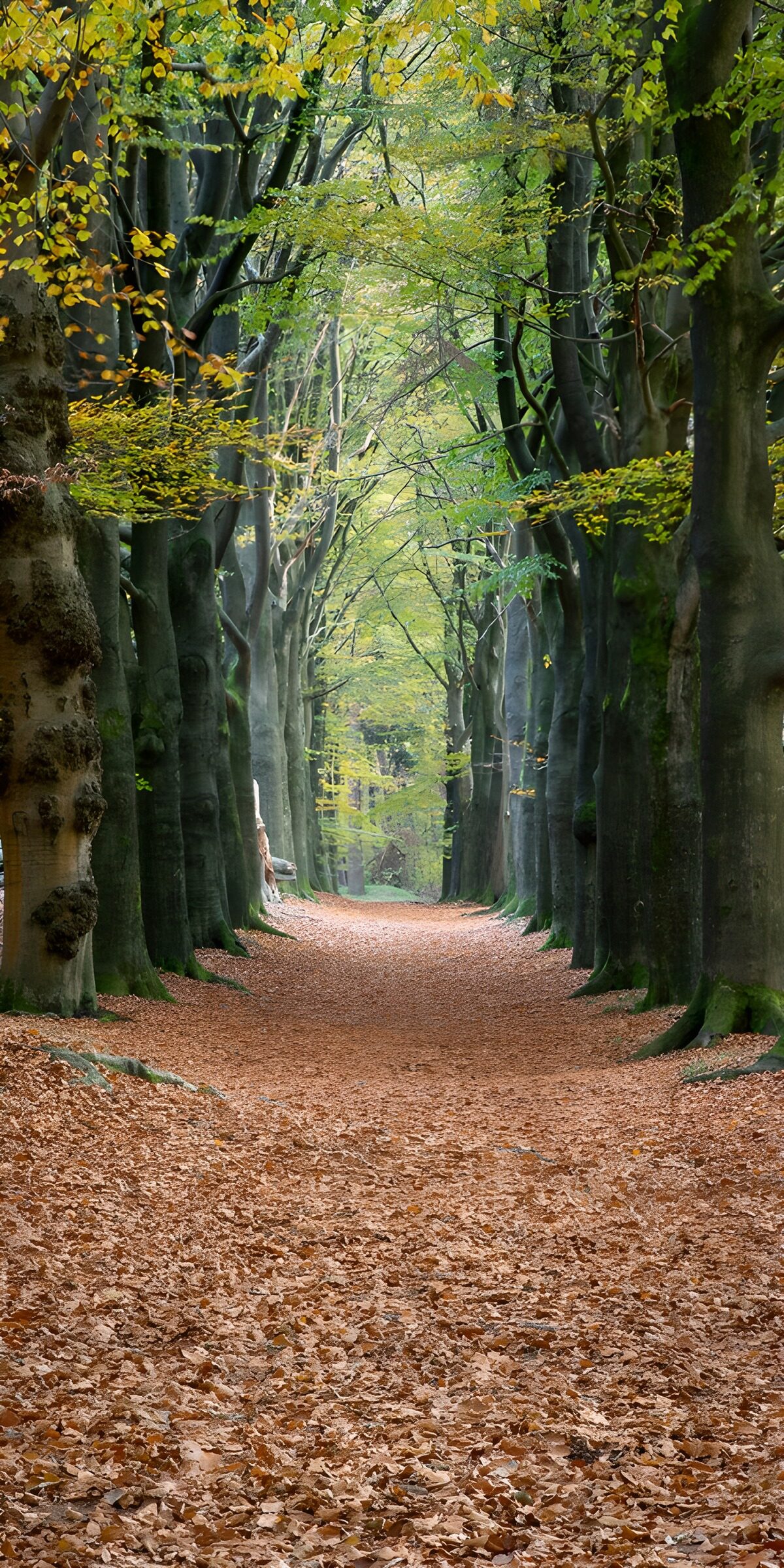 Quiet autumn path between beech trees