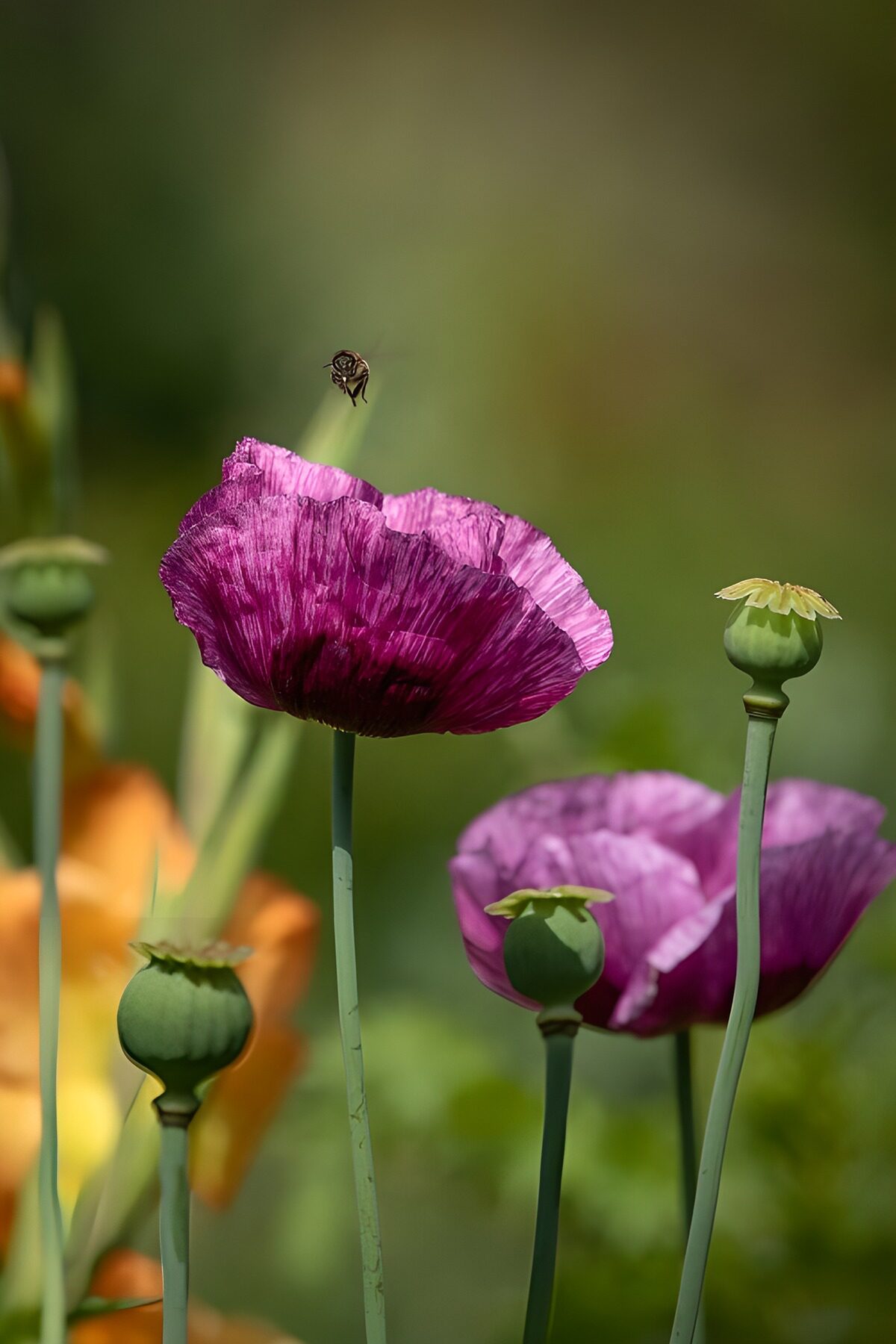Purple poppies and pods in the sunshine