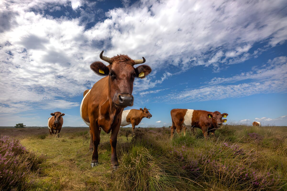 White-banded cattle on wide-open heath