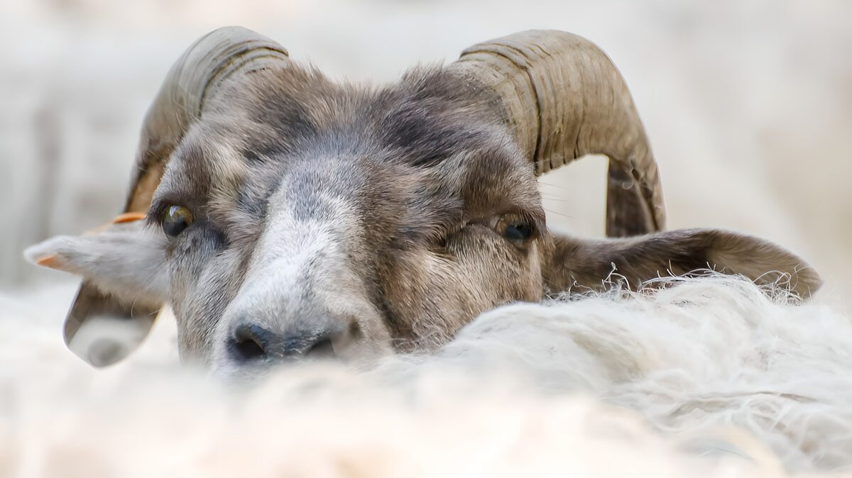 Close-up of a watchful ram