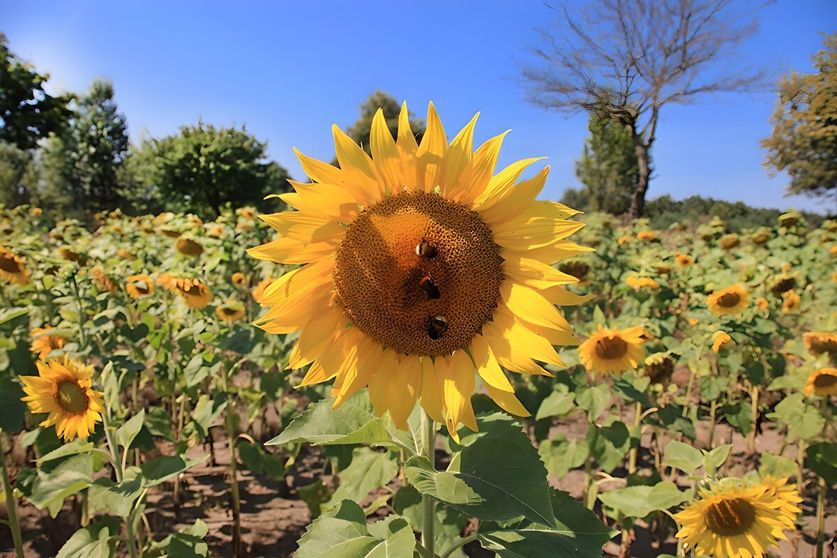 Sunflower and bees in summer sunshine